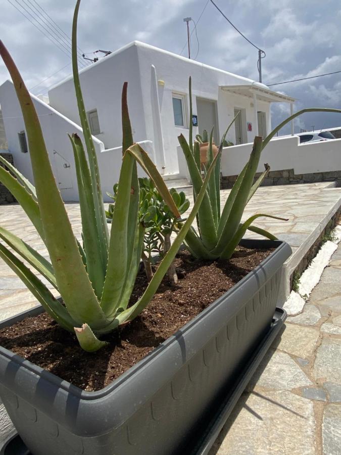 Sing And Blossom Accommodation Mykonos Town Zewnętrze zdjęcie