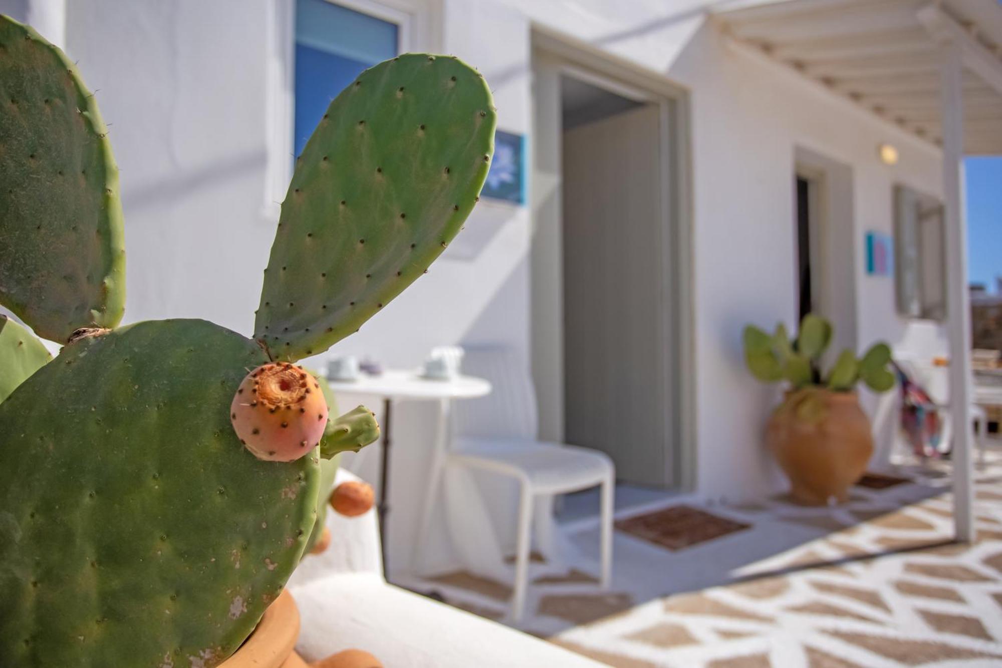 Sing And Blossom Accommodation Mykonos Town Zewnętrze zdjęcie